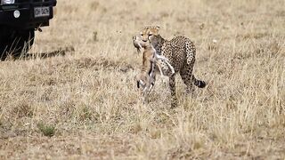 Chita bringing food to her lover