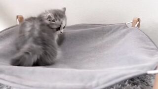 Cats fanny moment