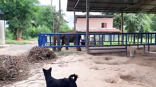 Pet Elephants Eating