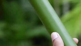 SENAPAN BAMBU