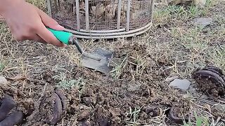 Happy mama & chicks to saw termites
