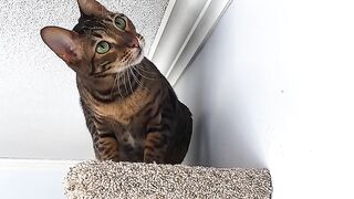 I built a cat wall playground