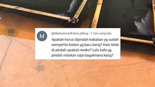 Ini resiko jika kakaban tidak dipindah kekolam penetasan telur lele