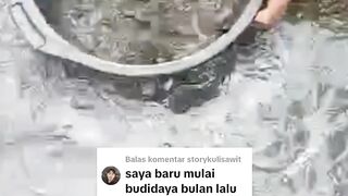 Bak sortir yang wajib kalian miliki disetiap segmen budidaya ikan lele