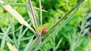 Beautiful Nature video