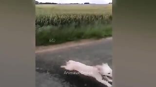 Animaux rigolos