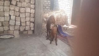 Hungry Goat Devours Everything in sight