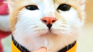 See cute cats.petslover
