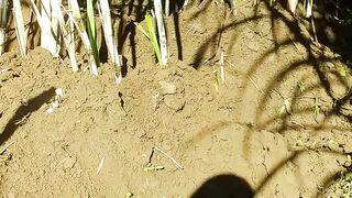 Masih dalam proses perawan tanaman tebuh