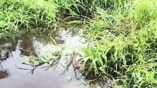 people are eaten by crocodiles