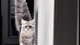 Beautiful Cat????????????????