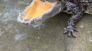 crocodile sound