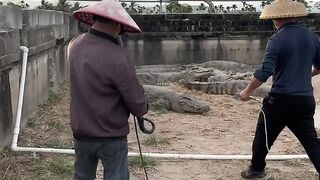 crocodile in electric shock