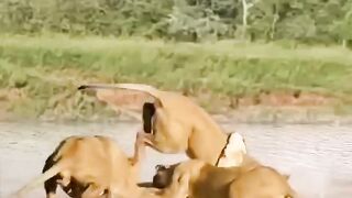 lion and crocodile fight