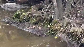 WOW scary predator