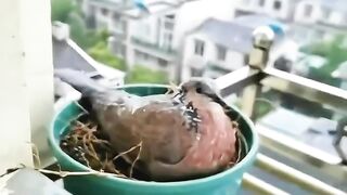 A woman supported a mother turtle dove in raising her chicks
