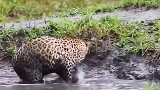 funny tiger cub behavior
