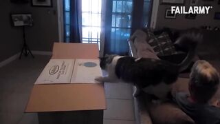 Funny Cat Fails | Funny Cat Compilation - Fail