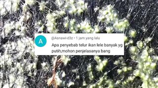 Penyebab telur lele BONOR (gagal menetas) berwarna putih