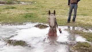 Horse stuck in mud