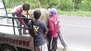 The biggest durian