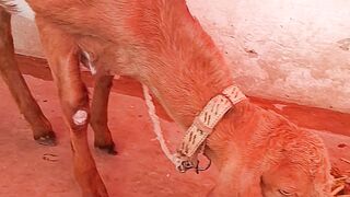 Goat babies shortvideo