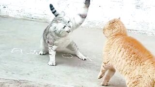 Wen you have two cats