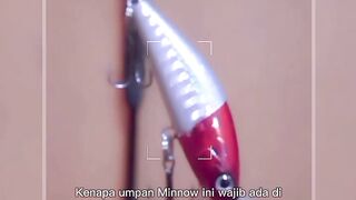 mandatory bait for casting hampala fish