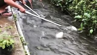 Fish harvest