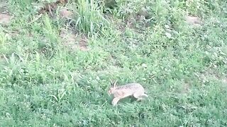 Brown Hare Fighting