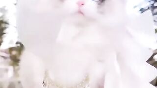 So beautiful cat Blue eyes