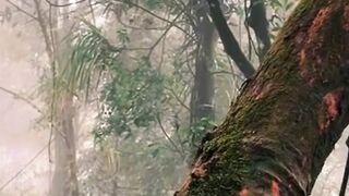 Beautiful nature