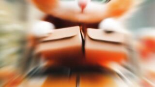 Cute cat a out door dener