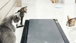 Cat excited