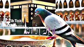 Islamic video ????????????