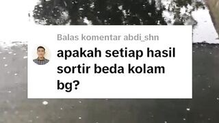 Budidaya hanya 3 kolam, bagaimana cara sortirnya, Begini caranya