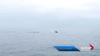 New branches on the killer whale family tree discovered.