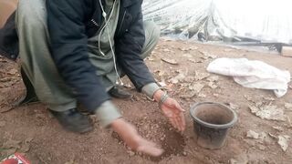 How to grow tamato