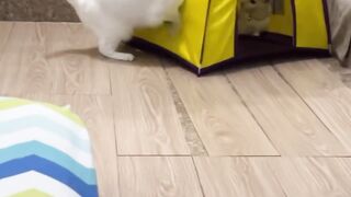 Funny cat reaction