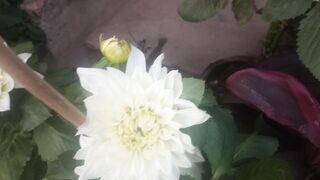 Indian dahlia