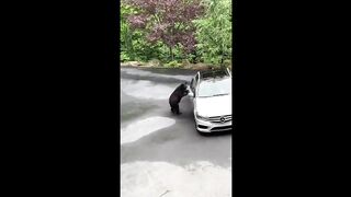 Try not to laugh part 1 funniest videos