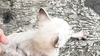 Cute cats from gutter