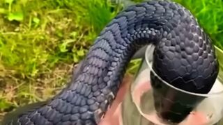 Animals that asked people for help    shorts  pregnancy