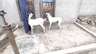 Video animal