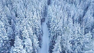Snow forest