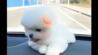 Cute papies