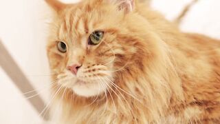 Funniest Animals 2023 # Funniest Cats#   cats that looks like plying