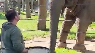 Elephant Learns to Play the Drums