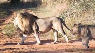 King of Jungle