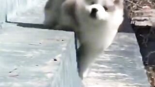 Веселі собачки